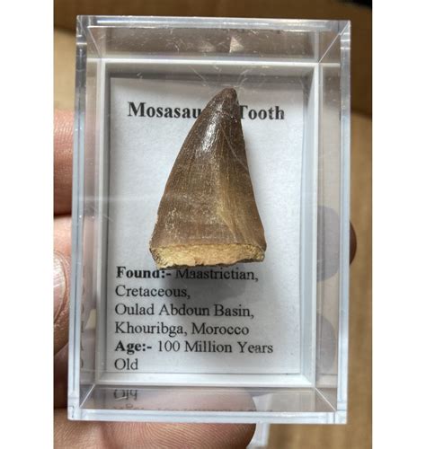 Fossils For Sale | Fossils-UK.com | Mosasaurus Tooth from Morocco:- Mosasaurus sp.