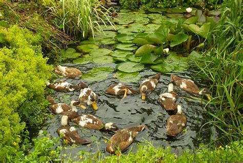 Indian Runner Duck Club | Making the Ideal Decorative Duck Pond ...