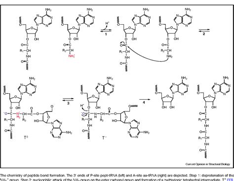 Formation Of A Peptide Bond