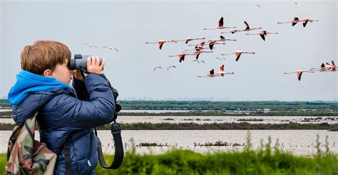 The Best Bird-watching Binoculars for Beginners - Troomi Wireless