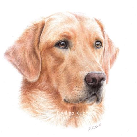 Labrador Drawing | Animal drawings, Dog drawing, Dog portraits