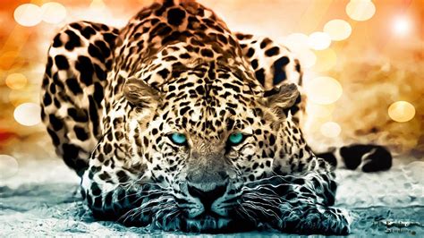 Jaguar Animal Wallpapers - Top Free Jaguar Animal Backgrounds - WallpaperAccess