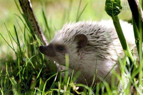 Hedgehog Diet: What Do Hedgehogs Eat? (How To Feed Them)