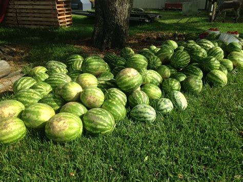 We harvested the watermelon patch on the Hoss Farm this morning. These Crimson Sweet and Orange ...