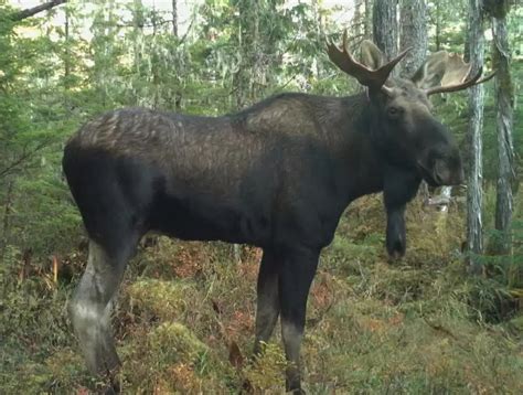 Southeast Alaska harvest data shows moose moving to new areas - Alaska ...