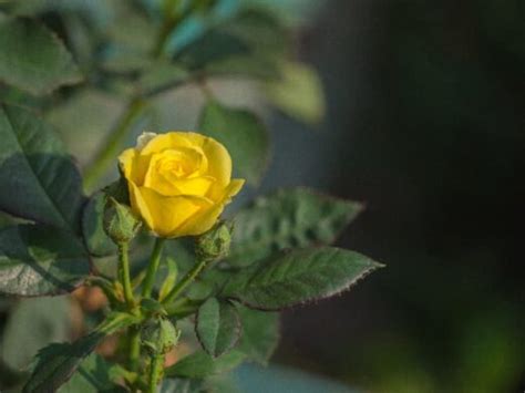 How to Grow and Care for Miniature Roses - Minneopa Orchards