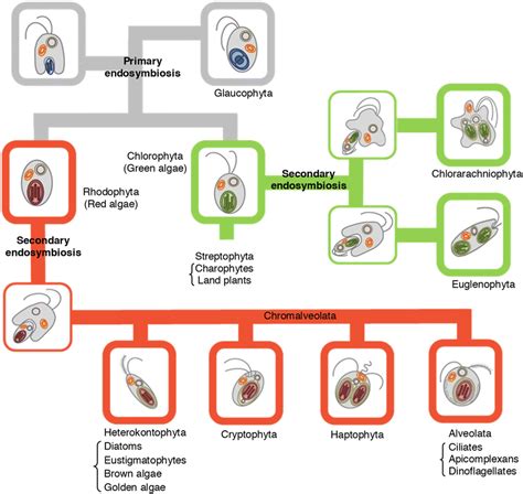 Schematic view of plastid evolution in the history of photosynthetic ...