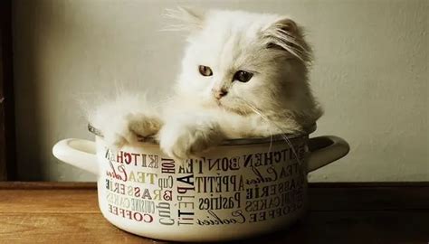 Teacup Persian Cat: Breed Guide - Tuxedo Cat