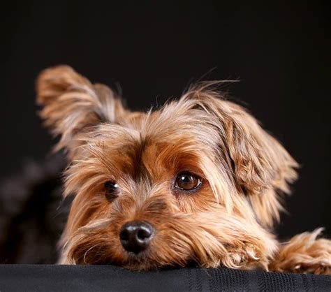 Teacup Yorkie - A Guide To The World's Smallest Dog