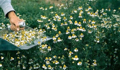 6 Remarkable Chamomile Tea Health Benefits & Sleep Recipes