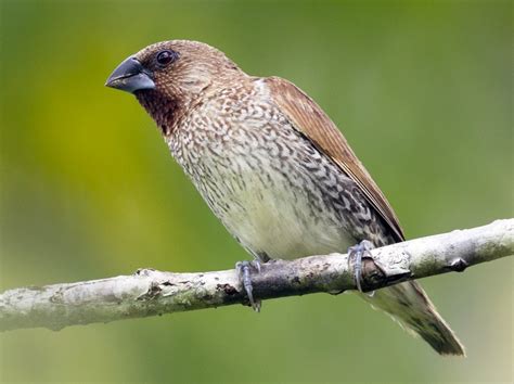 Scaly-breasted Munia - eBird