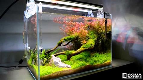 Planted nano tank freshwater - YouTube