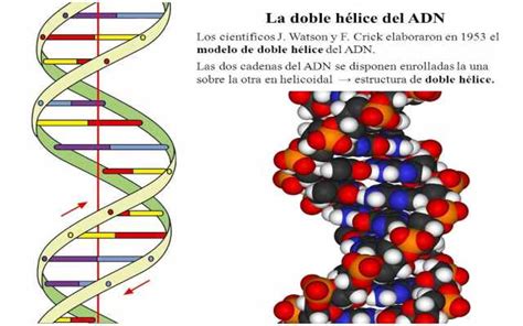 ¿Qué es el modelo de la doble hélice del ADN?