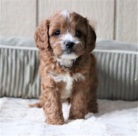 Cavapoo (Cavoodle) and Mini Cavapoo Puppies - Affectionate & Friendly ...