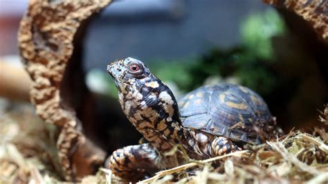 Eastern Box Turtle - Elmwood Park Zoo