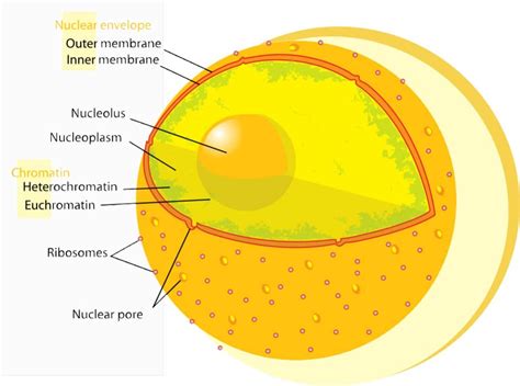 Nuclear Membrane | Structure and Function of Nuclear Membrane