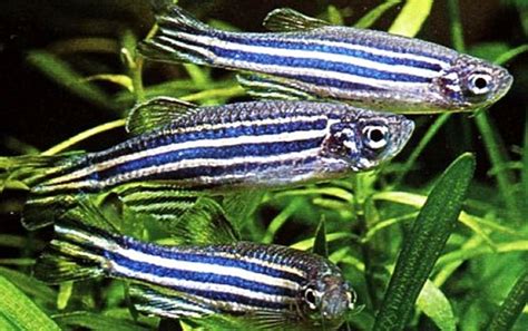 Zebra Danio – M (100 PACK) | Prestopets