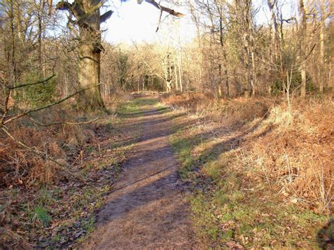 Dog walk at Savernake Forest · Wiltshire · Walkiees