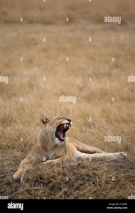 mother lioness roaring Stock Photo - Alamy