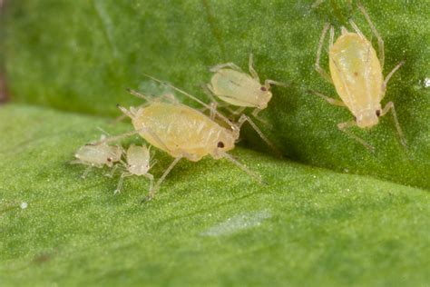 Green peach aphid – Cesar Australia