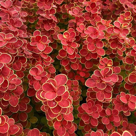 5 Reasons Why Choose Dwarf Barberry for Your Home. This is Exciting! | Dwarf barberry, Growing ...