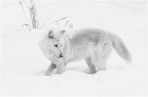 White Wolf In The Snow BW 2 Photograph by Athena Mckinzie - Fine Art ...