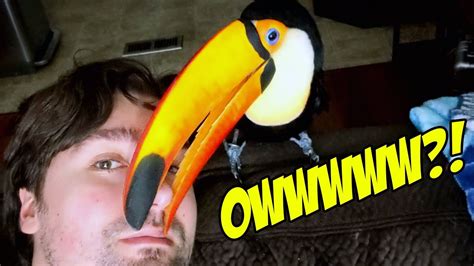 MY TOUCAN BIT MY FACE!? (GONE WRONG??) - YouTube