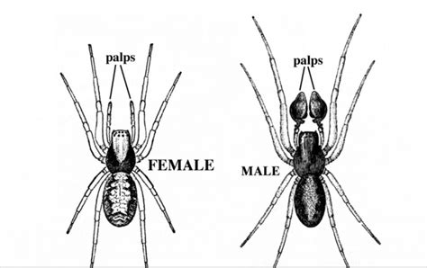 debunking myths about spiders, with burke museum's rod crawford - A Way To Garden