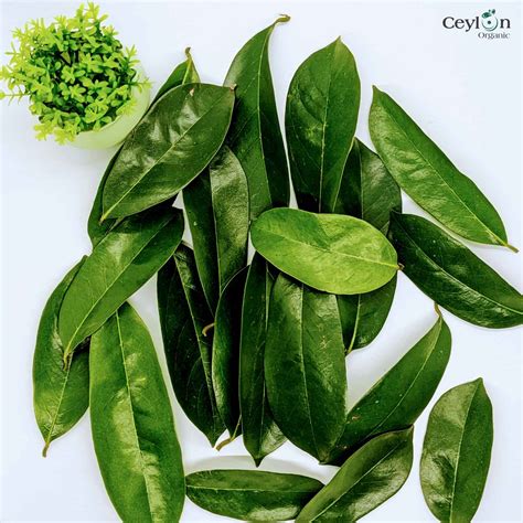 500+ Soursop Leaves, Dried Soursop Leaves | Ceylon Organic