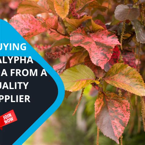 Best Gardening Tips | News and Care — Tagged "what is acalypha hispida?" — Kadiyam Nursery