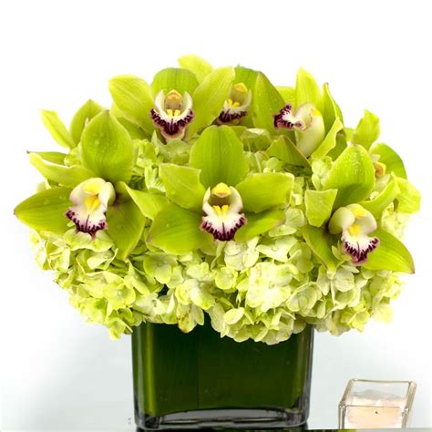 Green Orchids and Green Hydrangea in Miami Beach, FL | Miami Beach Flowers®