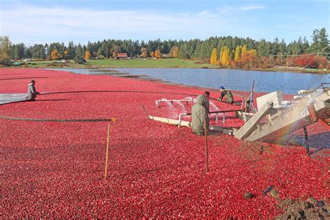 Cranberry farm south of Nanaimo brings in the harvest - Nanaimo News Bulletin