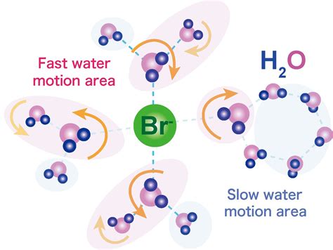 Bromide ions cause ripples in semiclathrate hydrates, finds neutron scattering study