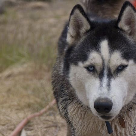 Are Huskies And Malamutes Part Wolf