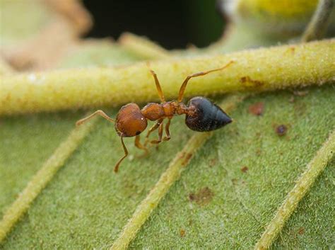 Acrobat Ants: Identification, Prevention & Control Guide