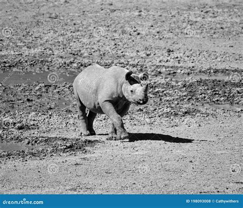 Black Rhino Calf stock photo. Image of animals, close - 198093008