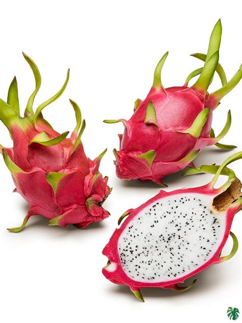 Buy White Dragon Fruit Plant Online | Peppyflora®