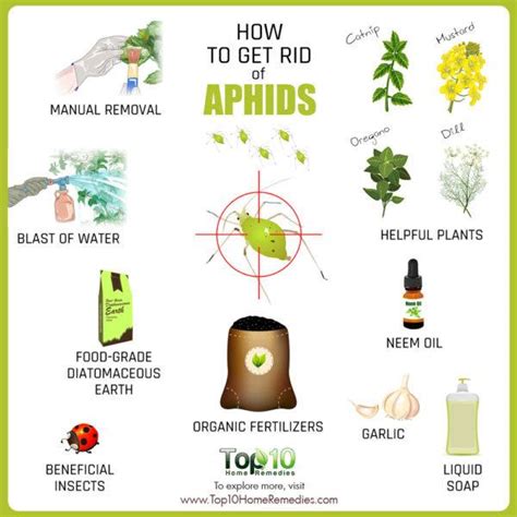 How to Get Rid of Aphids | Top 10 Home Remedies