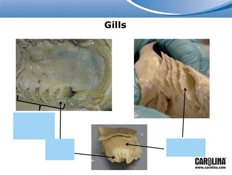 Shark Practical (Gills) Diagram | Quizlet