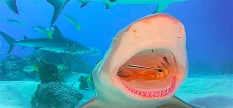 Say 'ah!' Shark lets tiny fish clean its teeth | Sharks | Earth Touch News