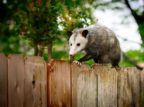 What Is the Difference Between a Possum and an Opossum? - WorldAtlas