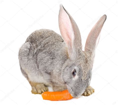 Gray rabbit eating carrot ⬇ Stock Photo, Image by © Alekcey #5044367