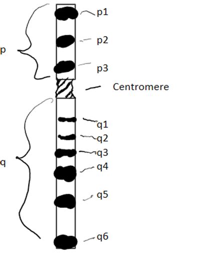 What are ideograms in biology? | Homework.Study.com