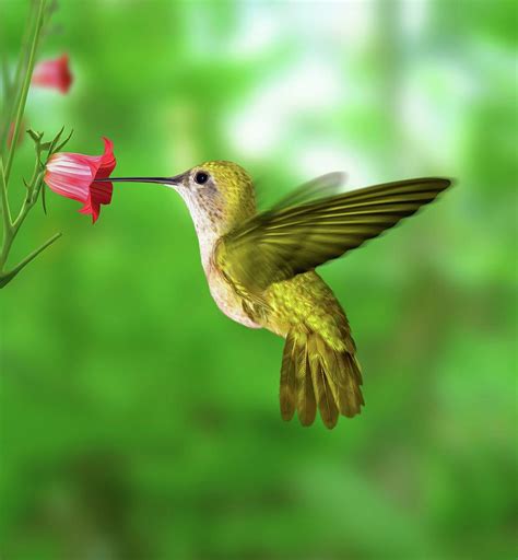 Hummingbird Feeding Photograph by Ktsdesign/science Photo Library