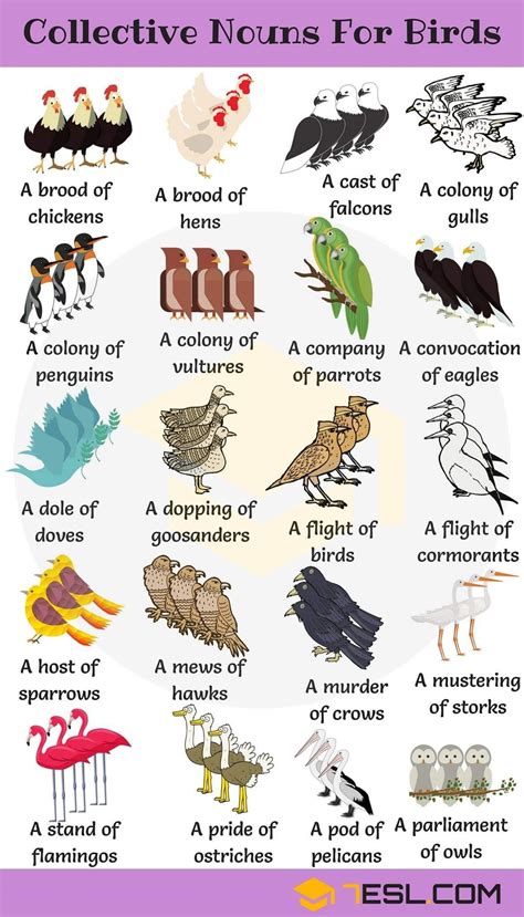 Pin by Sabatska on Animal collectives | English vocabulary, Collective nouns, Vocabulary