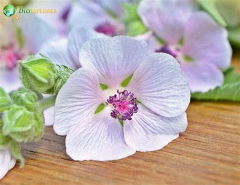 Marshmallow Flower | Althaea officinalis | BioExplorer.net