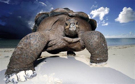 Banco de Imágenes Gratis: Tortuga gigante en las playas del mar - Huge beach turtle