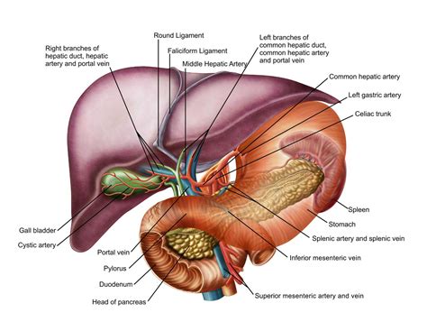 Common Hepatic Artery: Anatomy, Function, and Significance