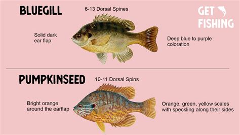 Bluegill vs Pumpkinseed – How To Tell The Difference