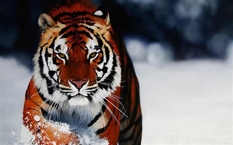 Snow Tiger Wallpapers - Wallpaper Cave